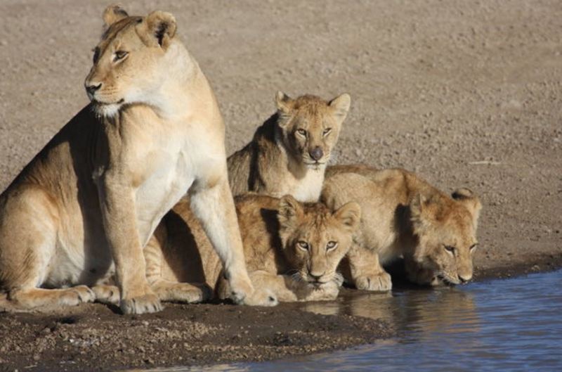 Kirawira Serena Camp Robanda Bagian luar foto