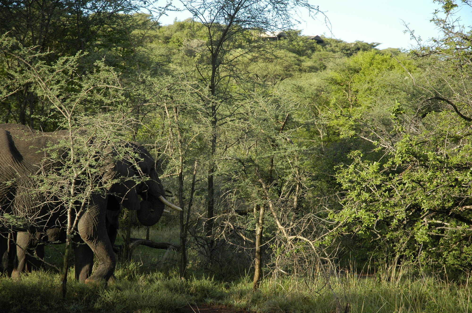 Kirawira Serena Camp Robanda Bagian luar foto